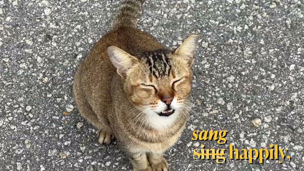 Kranji Cats Awareness Video